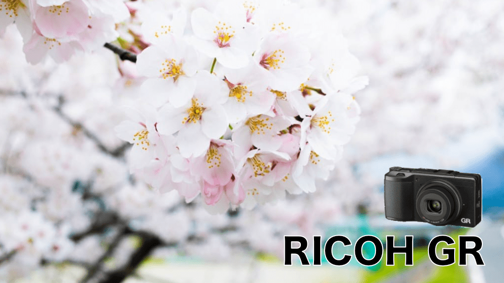 RICOH GRで花の撮影を最高に楽しむ極意とは | たいしょんブログ