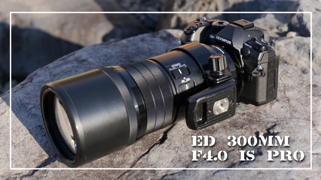 オリンパス ED 300mm F4.0 IS PROレビュー｜野鳥撮影が手持ちでできるレンズ